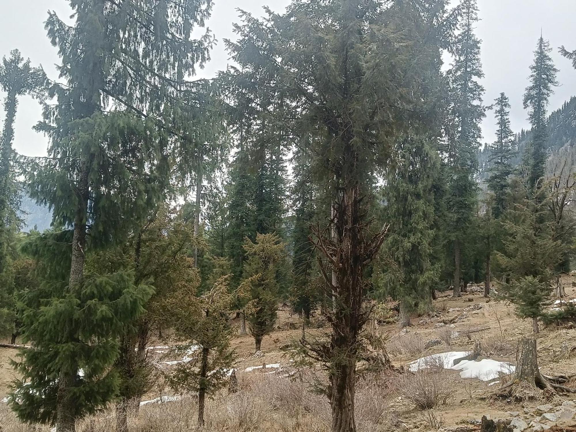 Trimounts-A Boutique Hotel & Wellnes Center In Tirthan Valley Banjār Exterior foto
